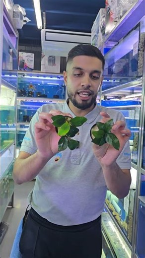 3 easy plants: Ludwigia, Anubias & Java Fern. Perfect for beginner planted tanks 🌿🐟