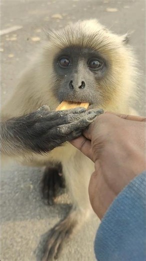 Close-Up: Langur Eats Biscuit From My Hand 👀🍪