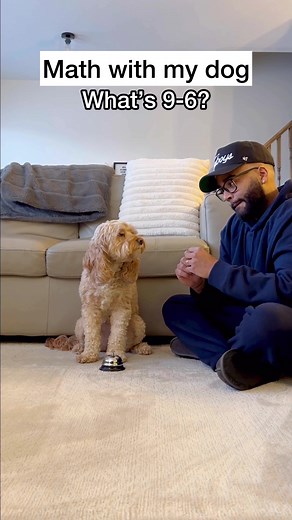 Smart Dog Luna Does Math with Cards