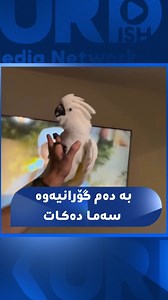 باڵندەیەک بە دەم گۆرانی عەڕەبییەوە جوڵەی جیاواز دەکات | Kurdish Media Network