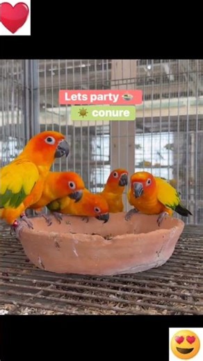 Breeding African Grey parrot#raw#exotic#mucaw#cockatoo#lorry#african grey#electus#ringneck#yellow ri