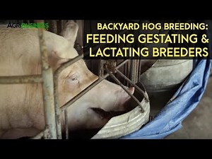 Backyard Hog Breeding: Feeding Gestating and Lactating Breeders | Agribusiness B-MEG Episode 9