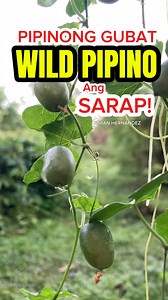 Pipinong-gubat, wild pipino, wild cucumber, or creeping cucumber | Ethan Hernandez