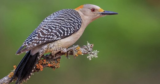 Golden-fronted Woodpecker Identification, All About Birds, Cornell Lab of Ornithology