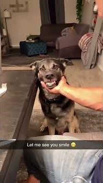 These Smiling Dogs Will Make Your Day 😂🐶 | Cutest Happy Dog Compilation Ever