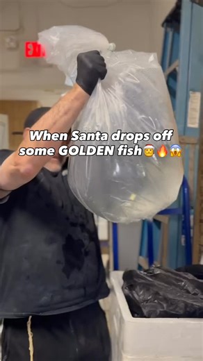 NYAquatic on Instagram: "STUNNING Pair of Goldenback Triggers🔥🤩 You don’t see these guys available anymore but we were able to secure these bad boys💪 Just look at them! Now available! Just in time for the holiday 🎄🎁🎅 #GoldenbackTrigger #TriggerfishPair #RareTriggerfish #Xanthichthys #UltraRareFish #MarineAquarium #SaltwaterFishTank #NYAquatic #RareFishCollector #ExoticFishLovers #ReefTankAddict #FishOfInstagram #AquariumHobby #SaltwaterAddict #RareSaltwaterFish #TriggerfishLove #AquariumLi