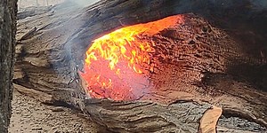 Fire burns inside hollow tree after wildfire moves through