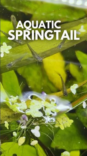 STOP killing your Aquatic springtails