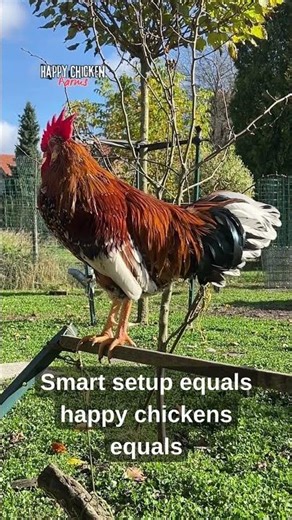 How Much Space Do Chickens Really Need 🏡🐔 #chicken