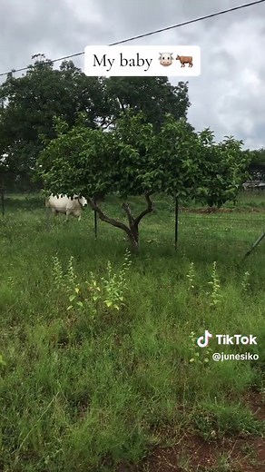Speaking to Cows: An Engaging Animal Interaction