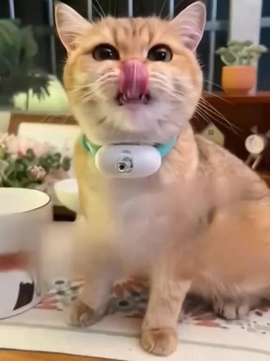 🎯 Keep Your Cat Active – Hands-Free Laser Fun! 🐾 Tired of playing laser tag with your cat, but still want them to stay active and entertained? 🐱✨ Introducing the Automatic Cat Laser Collar – the smart, hands-free way to keep your kitty engaged and moving! With this innovative collar, the laser automatically activates, creating endless fun and exercise for your feline friend – no effort from you required! 🔴 Hands-Free Fun: The collar activates the laser automatically, so your cat can chase an