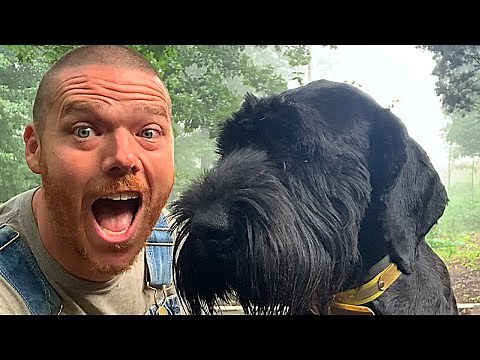 Giant Schnauzer - THE BEST DOG! About the Breed & Our Dog's Job | Pros & Cons