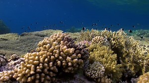 Cytherea Stock Footage & Videos - 9 Stock Videos