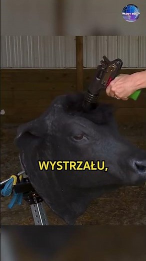 How Does a Cattle Stunning Machine Work?