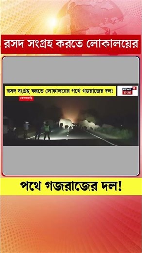 রসদ সংগ্রহ করতে Bagdogra জঙ্গল থেকে লোকালয়ের পথে গজরাজের দল! | #shorts