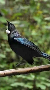 funny wild birds dancing #birds #birdsounds #wildbirds