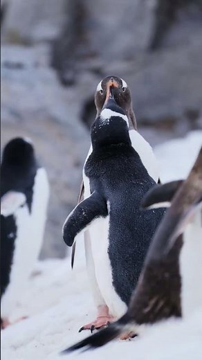 La vida del pingüino es más dura de lo que parece