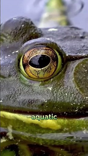 Bull Frog : What Bullfrog Tadpoles Eat