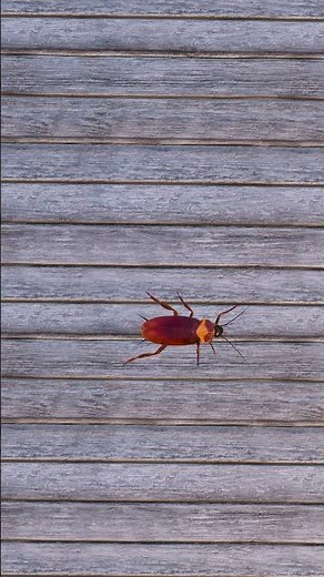 Watch REALISTIC 3D COCKROACHES that Drive Cats CRAZY