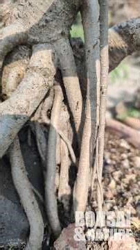 Ficus Banyan | Root over rock | Bonsai