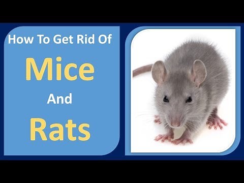 how to get rid of mice and rats | Peppermint Oil & Cloves Home Remedy