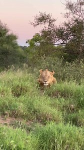 We trailed three of the six Birmingham breakaways that were heading up north towards our Java property a few days back. All three male lions made their way past our vehicle separately, giving our guests the opportunity to view and enjoy them individually. The boys are looking well fed and healthy, growing in strength each day. We are unsure as to why there were only 3 and not the entire pride of 6. These males will definitely be a force to reckon with once they reach adulthood and are fully matu