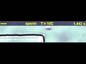 How sperm swim near surfaces