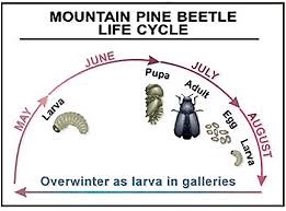 Bark Beetles