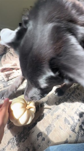 Pumpkin Dog Treats for Fall Fun