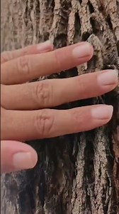 Nature Tree Massage ASMR Relaxing Tingles for Deep Sleep short