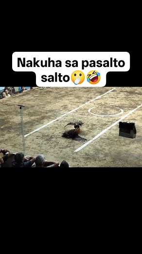 7 times winner Brassback 🔥🐓 #fypシ゚viralシfypシ゚ #forintertainmentpurposesonly | Sabong wif tv