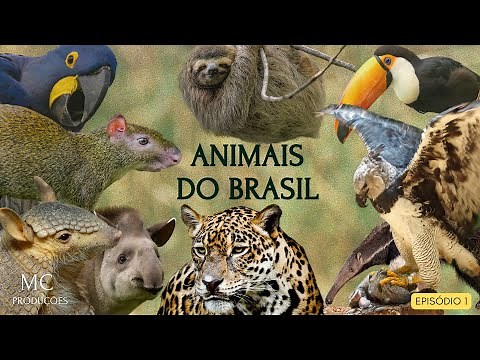 ANIMALS OF BRAZIL - RICH DIVERSITY OF NATIONAL FAUNA - EP1