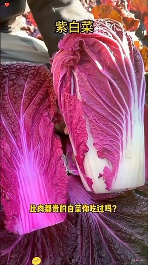 How to Grow Napa/Chinese Cabbage from Seed in Pots - Easy Planting Guide from Seed to Harvest