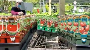 1K views · 25 reactions | Just in!! Chef Jeff collection. Limited quantities available. Hurry in! 華 **video not for online shopping purposes | London Bridge Greenhouses & Nursery | Facebook