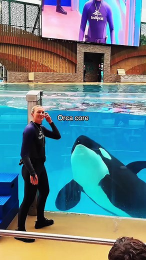 Adorable Orca Whales | Cute Whale Compilation