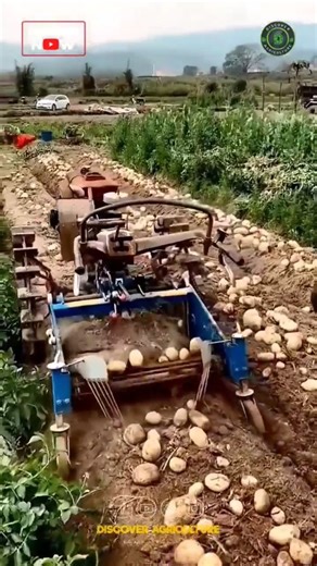 Discover Agriculture on Instagram: "Introducing the incredible innovation in agriculture: the amazing potato harvesting machine! This state-of-the-art equipment revolutionizes traditional farming methods, enabling farmers to efficiently harvest potatoes with minimal labor and maximum output. Designed with advanced technology, it gently lifts potatoes from the ground while minimizing damage to the crop. Equipped with sorting systems, this machine ensures that only the best quality produce is coll