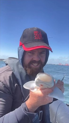 Baby shark 🦈 this is a clip from one of my sea fishing lives the tope pup sharks were on the feed and we couldn’t get through them. At one point it was a fish a minute. The biggest was around the 3lb mark. We were fishing in a deep hole and hoping to catch something a bit bigger, but like I said the baits weren’t lasting a minute in the water 😅 ahh well maybe next time. At least we got to see these magnificent toothy miniatures up close 🦈 #sharks #fishinglife #fishing #tope #thefishingplace #