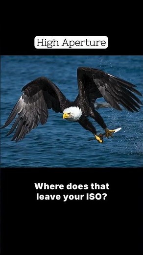 How to Photo Birds in Flight | Eagles