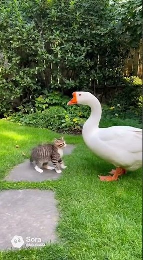 The Cat Provoked the Goose… and the Fight Began