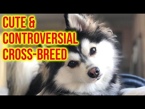Pomsky Dog Breed 101; The Cute & Controversial Cross Breed
