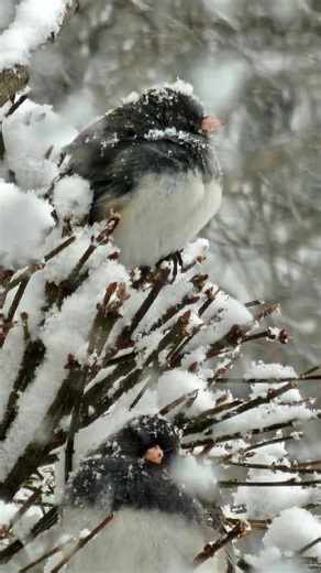 Jennifer Larkin (@jenniferlarkin4)’s videos with original sound - overlays