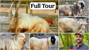 Full Farm Tour of the All New MBK Goat Farm, Panvel | FSA Entertainment
