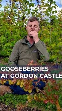 What Do Gooseberries Taste Like? Fresh Off the Bush