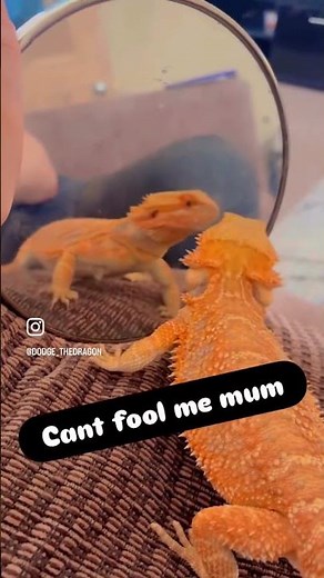 See the World’s Happiest Bearded Dragon 🦎 How to Bond with Your Reptiles #BeardedDragon #funnyvideo