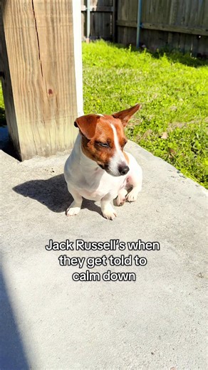 Energy level: permanently set to chaos 😂🐾 #bigenergy #jackrussellterrier #petreels #dogsoftiktok #cute