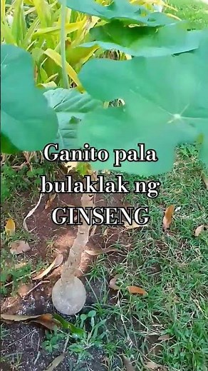 Ginseng plant with flower #plants #ginseng #medicine #roots #herbal