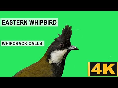 The Eastern Whipbird's Amazing Calls #birdsong