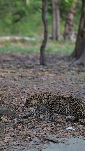 13K views · 50 reactions | Being an apex predator at the top of the...