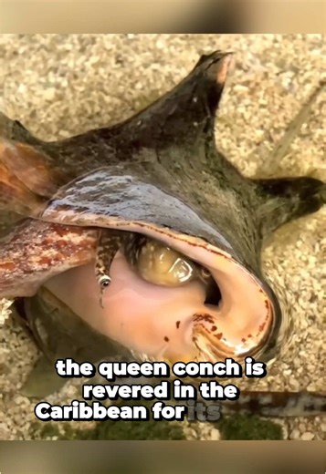 Incredible Facts About Fascinating Sea Snails