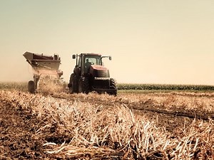 Case IH 235 & Case IH 200 Harvesting Red kidney beans